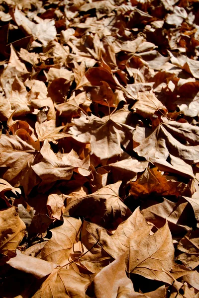 Hojas caídas en otoño —  Fotos de Stock