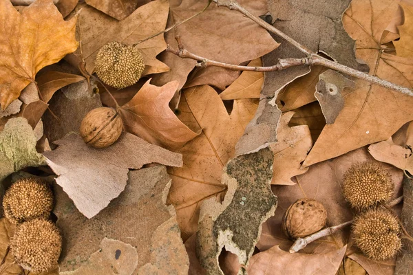 Autumn ground with leafs, nuts and seeds — Stock Photo, Image