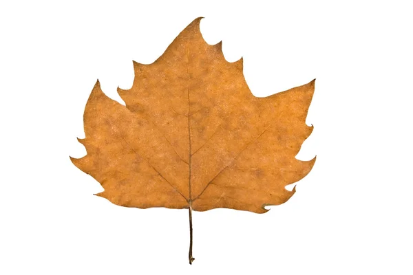 Plane-tree leaf isolated on white — Stock Photo, Image