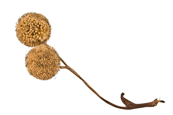 平面木種のボールを秋に乾燥 — ストック写真