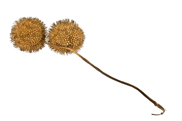 Αποξηραμένα μπάλες-Πλάτανος-σπόρων προς σπορά το φθινόπωρο — Φωτογραφία Αρχείου