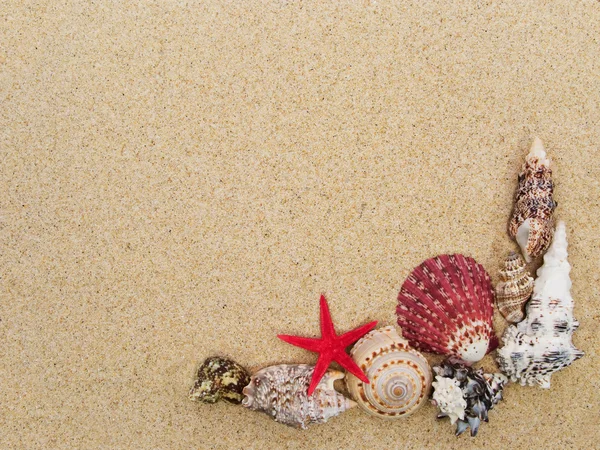 Frame made with seashells with copyspace — Stock Photo, Image