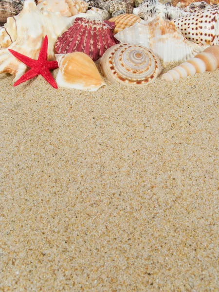 Frame made with seashells with copyspace — Stock Photo, Image