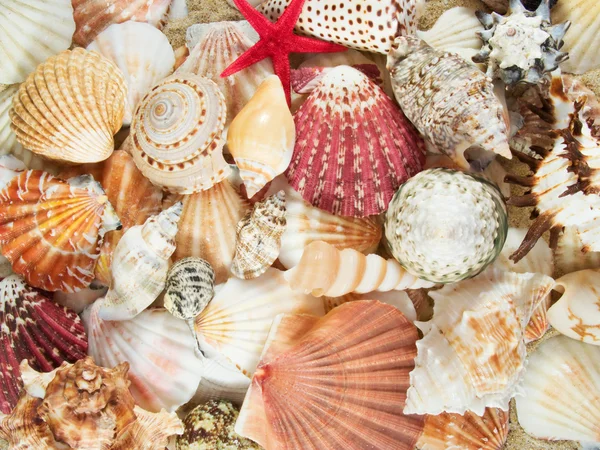 Background made with seashells — Stock Photo, Image