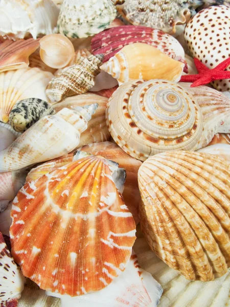 Background made with seashells — Stock Photo, Image