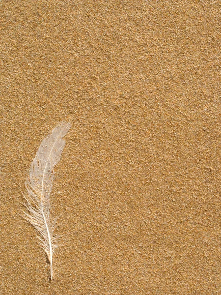 Lost white seagull feather cast on sand Stock Picture