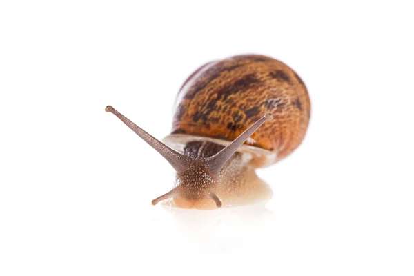 Caracol de jardín —  Fotos de Stock