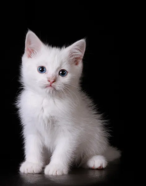 Gattino bianco con gli occhi blu — Foto Stock