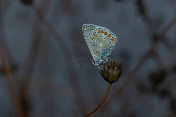 Farfalla Blu Comune Polyommatus Icarus Una Farfalla Della Famiglia Lycaenidae — Foto Stock