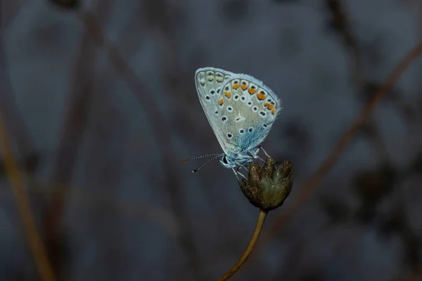 수있는 Polyommatus Icarus 리카엔 속하는 나비이며 속하는 나비이다 — 스톡 사진