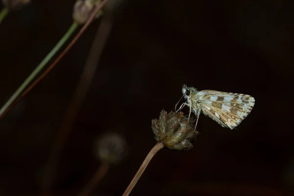 Pyrgus Communis Pyrgus Communis Вид Метеликів Родини Hesperiidae — стокове фото