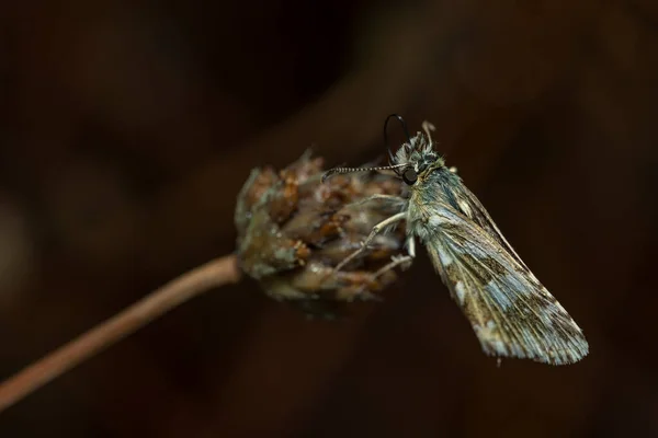 Pyrgus Communis Obyčejný Kapitán Druh Motýla Čeledi Hesperiidae — Stock fotografie