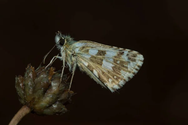 皮格斯 Pyrgus Communis 是海斯皮里鱼科的一种蝴蝶 — 图库照片