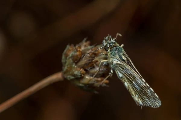 Pyrgus Communis Κοινό Καρό Καπετάνιο Είναι Ένα Είδος Πεταλούδας Στην — Φωτογραφία Αρχείου