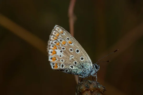 Звичайний Блакитний Метелик Polyommatus Icarus Метелик Родини Lycaenidae Підродини Polyommatinae — стокове фото