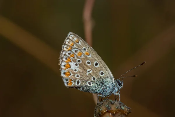 수있는 Polyommatus Icarus 리카엔 속하는 나비이며 속하는 나비이다 — 스톡 사진