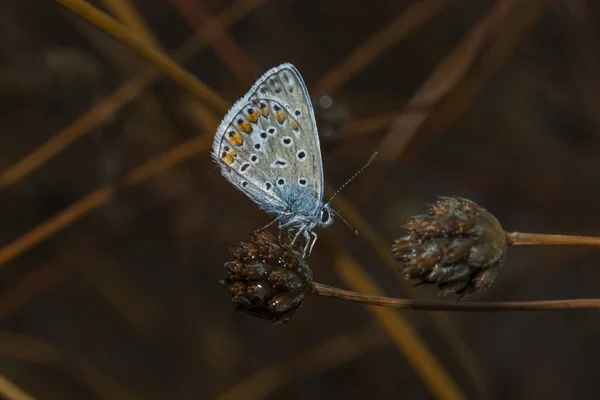 Звичайний Блакитний Метелик Polyommatus Icarus Метелик Родини Lycaenidae Підродини Polyommatinae — стокове фото