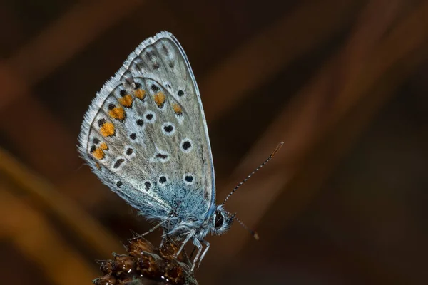 Звичайний Блакитний Метелик Polyommatus Icarus Метелик Родини Lycaenidae Підродини Polyommatinae — стокове фото