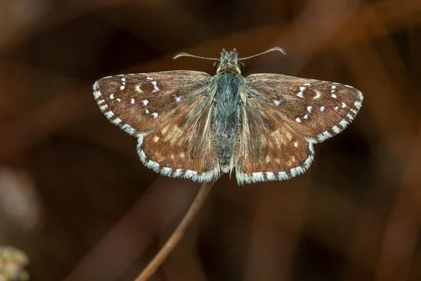 Pyrgus Communis Common Checkered Skipper Species Butterfly Family Hesperiidae — Stock Photo, Image