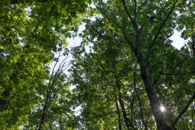 Parcellara taşı, Piacenza ili Trebbia Vadisi 'nde yer alan Ligurian Apennines' deki bir dağdır..
