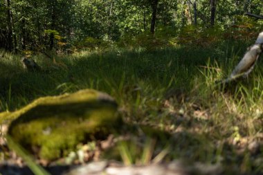 Parcellara taşı, Piacenza ili Trebbia Vadisi 'nde yer alan Ligurian Apennines' deki bir dağdır..