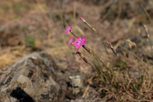 Pedra Parcellara Uma Montanha Nos Apeninos Ligúria Localizada Vale Trebbia — Fotografia de Stock