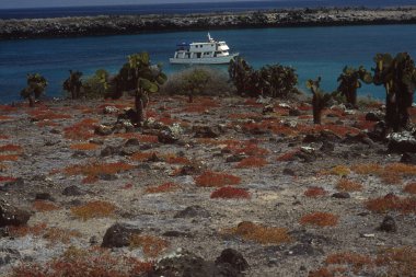 Yelkenli Kaplan Galapagos Ekvador