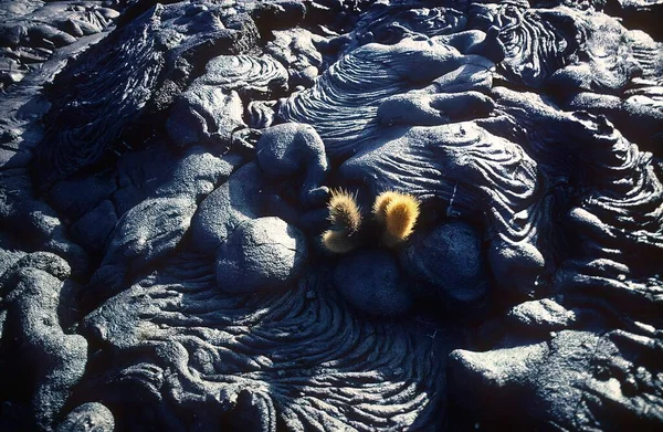 仙人掌是在熔岩形成的绳索上出生的 Brachycereus Nesioticus Isla Santiago Galapagos Ecuador — 图库照片