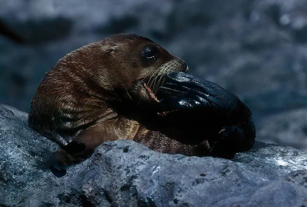 Lwy Morskie Pinnipedy Charakteryzujące Się Zewnętrznymi Nausznikami Długimi Foreflipperami Umiejętnością — Zdjęcie stockowe