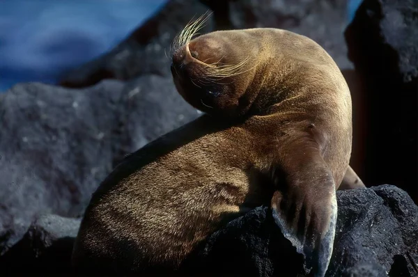 Los Leones Marinos Son Pinnípedos Caracterizados Por Orejeras Externas Aletas —  Fotos de Stock