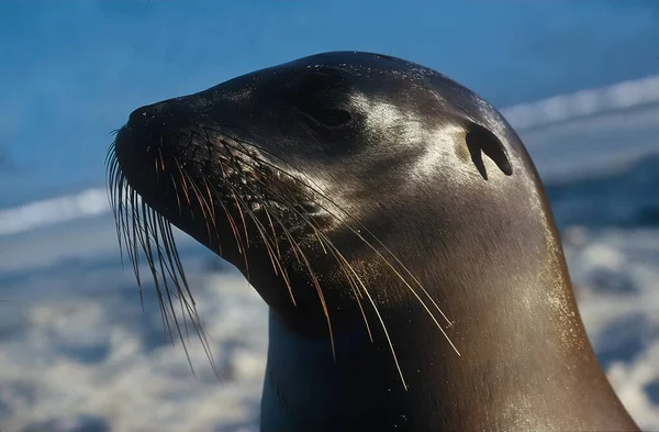 Singa Laut Adalah Pinniped Yang Ditandai Dengan Lipatan Telinga Eksternal — Stok Foto
