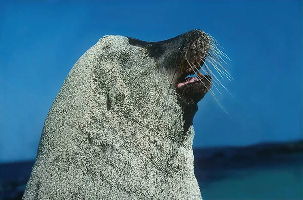 Les Otaries Sont Des Pinnipèdes Caractérisés Par Des Rabats Oreille — Photo