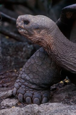Galapagos kaplumbağa kompleksi ya da Galapagos dev kaplumbağa kompleksi Chelonoidis (ayrıca Güney Amerika 'dan üç farklı türü içeren) familyasından 15 büyük kaplumbağa türü.).