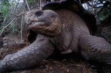 Galapagos kaplumbağa kompleksi ya da Galapagos dev kaplumbağa kompleksi Chelonoidis (ayrıca Güney Amerika 'dan üç farklı türü içeren) familyasından 15 büyük kaplumbağa türü.).