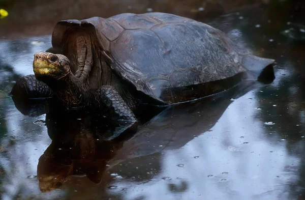 Galapagos Kaplumbağa Kompleksi Galapagos Dev Kaplumbağa Kompleksi Chelonoidis Ayrıca Güney — Stok fotoğraf