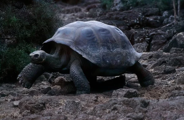 Galapagos Kaplumbağa Kompleksi Galapagos Dev Kaplumbağa Kompleksi Chelonoidis Ayrıca Güney — Stok fotoğraf