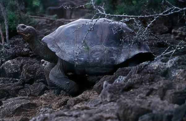 Galapagos Kaplumbağa Kompleksi Galapagos Dev Kaplumbağa Kompleksi Chelonoidis Ayrıca Güney — Stok fotoğraf