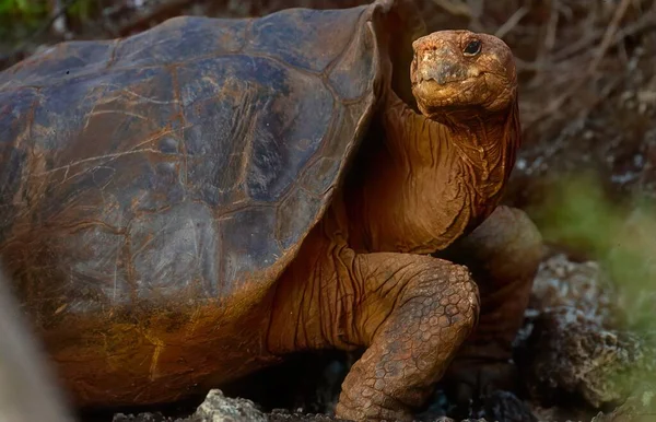 Der Galpagos Schildkrötenkomplex Oder Galpagos Riesenschildkrötenkomplex Ist Ein Artenkomplex Von — Stockfoto