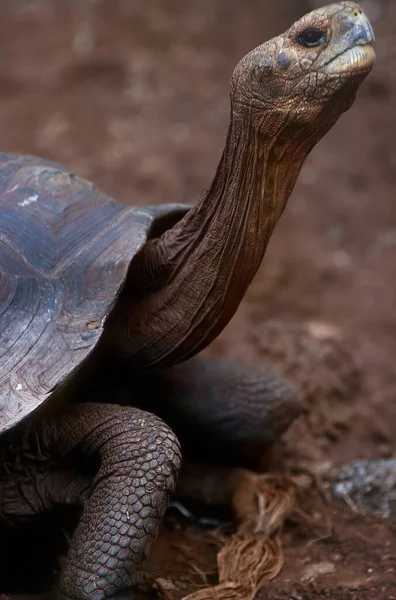 Kompleks Żółwi Galpagos Lub Kompleks Żółwi Olbrzymich Galpagos Jest Kompleks — Zdjęcie stockowe