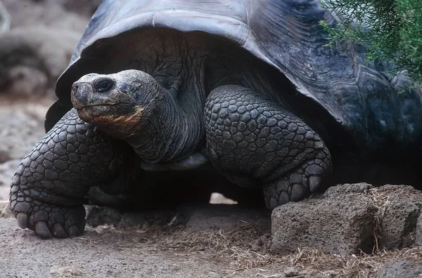 Galpagos Tortoise Complex Galpagos Giant Tortoise Complex Species Complex Very — Stock Photo, Image