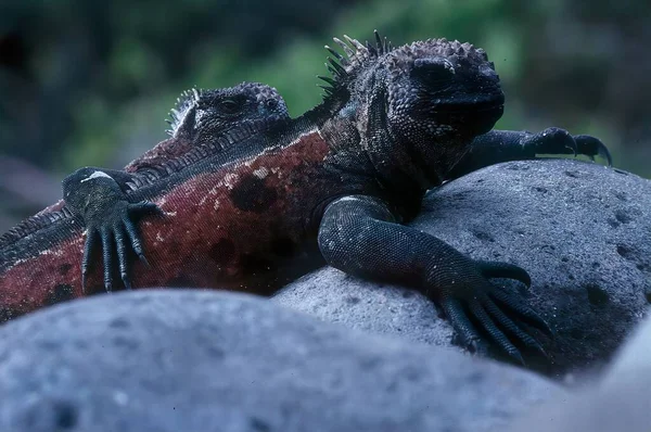 Der Meeresleguan Amblyrhynchus Cristatus Auch Als Meeresleguan Salzwasserleguan Oder Galpagos — Stockfoto