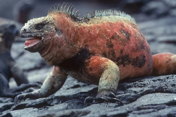 Морська Ігуана Amblyrhynchus Cristatus Також Відома Морська Ігуана Морська Ігуана — стокове фото