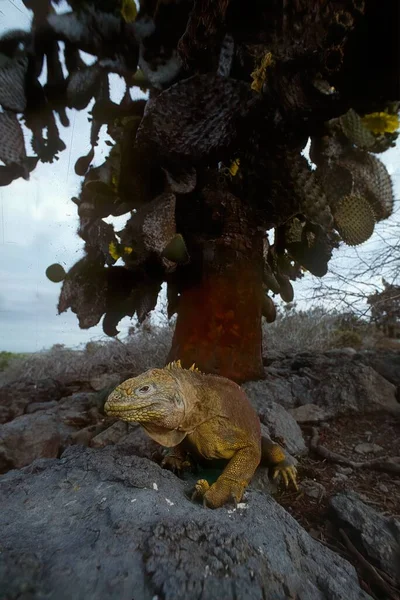 Galpagos Land Iguana Вид Ящірок Родини Iguanidae — стокове фото