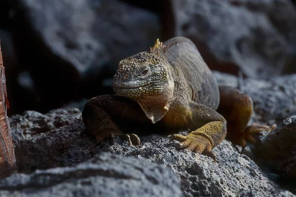 Galpagos Land Iguana Uma Espécie Lagarto Família Iguanidae — Fotografia de Stock