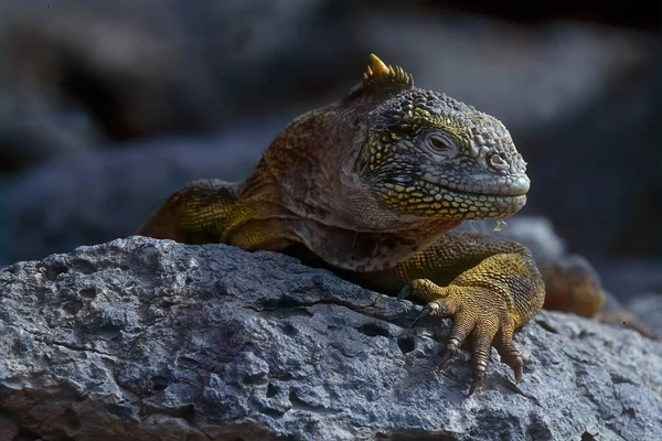 Galpagos Land Iguana Вид Ящірок Родини Iguanidae — стокове фото