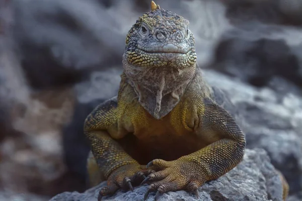 Galpagos Land Iguana Una Especie Lagarto Familia Iguanidae —  Fotos de Stock