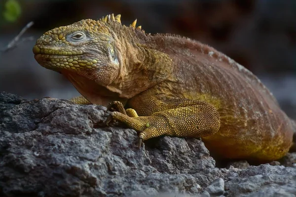 Landleguaan Galpagos Landleguaan Een Hagedis Uit Familie Iguanidae — Stockfoto
