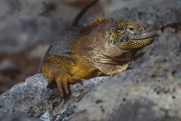 Galpagos Land Iguana Uma Espécie Lagarto Família Iguanidae — Fotografia de Stock