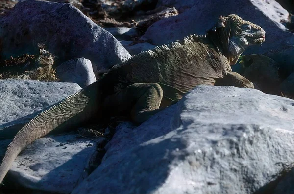 Galpagos Land Iguana Uma Espécie Lagarto Família Iguanidae — Fotografia de Stock