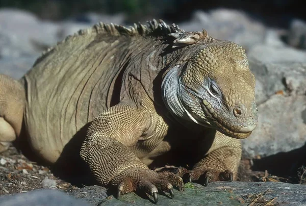 Galpagos Land Iguana Una Especie Lagarto Familia Iguanidae —  Fotos de Stock